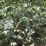 Diospyros samoensis عادت داشتن