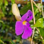 Thunbergia erecta Floare