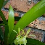 Epidendrum rigidum Квітка