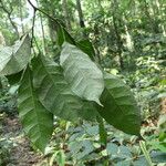 Cavacoa quintasii Blatt
