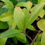 Ligustrum vulgare पत्ता