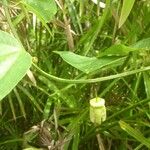 Passiflora biflora Feuille