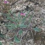 Hedysarum spinosissimum 花