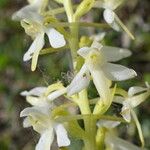 Platanthera chlorantha Floro