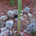 Trichocereus macrogonusList