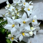 Solanum laxum 花