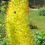 Eremurus stenophyllus Flower