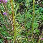 Liatris pycnostachya Leaf