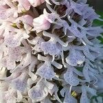 Neotinea conica Flower