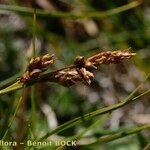 Carex liparocarpos Fruit