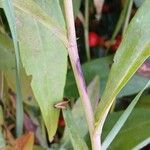 Symphyotrichum dumosum Bark