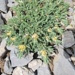 Astragalus creticus Habitat