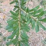 Banksia marginata List