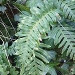 Polypodium vulgare Levél