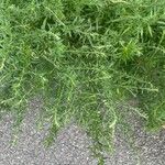 Artemisia dracunculus List