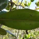Strasburgeria robusta Leaf