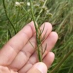 Oenanthe peucedanifolia List