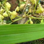 Polystachya odorata Leaf