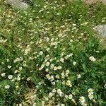 Anthemis cotulaFlower