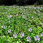 Pontederia crassipes Други