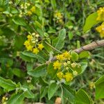 Cynanchum insipidum Blüte