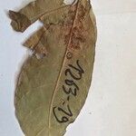 Pogonophora schomburgkiana Лист