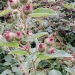 Arctium tomentosum ফুল