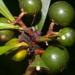 Clavija costaricana Fruit