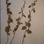 Capparis zeylanica Sonstige