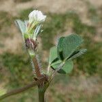 Trifolium subterraneum Bark