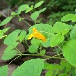 Impatiens capensis Virág