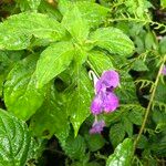 Impatiens arguta Hábito