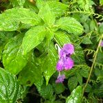 Impatiens arguta Habit