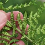 Dryopteris villarii Virág