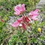 Ononis fruticosa Λουλούδι