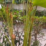 Calathea lutea Flower