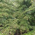 Cornus kousa Habitus