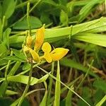 Lotus pedunculatus Flor