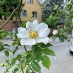 Rosa stylosa 花