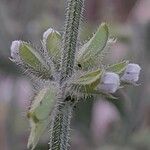 Salvia aegyptiaca Цвят