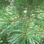 Pinus sylvestrisLeaf