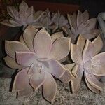 Graptopetalum paraguayenseLeht