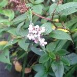 Persicaria campanulata Flower