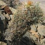 Pachypodium namaquanum ശീലം