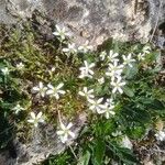 Arenaria grandiflora 花