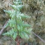 Dryopteris expansa Leaf