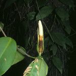 Philodendron rudgeanum Фрукт