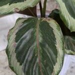 Calathea 'MarionFeuille