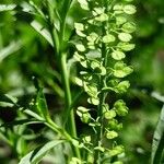 Lepidium densiflorum Плод