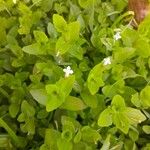Lindernia dubia 形態